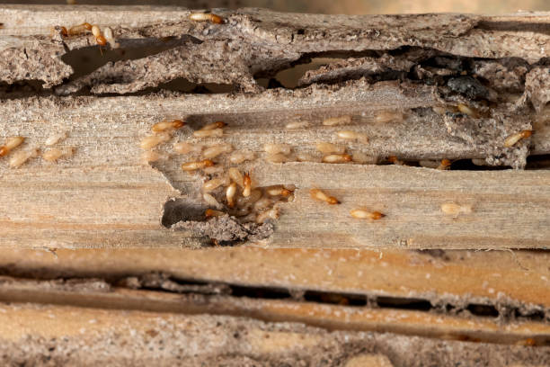 Best Local Pest Control Services  in Glenville, WV